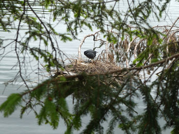 Bird in a lake