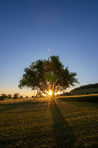 Trees on field against sky during sunset