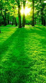 Trees on grassy field in park