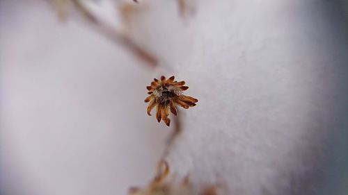 Close-up of wilted flower plant