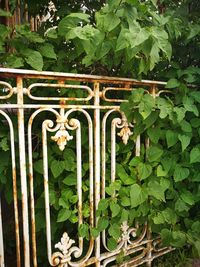 Close-up of ivy on tree