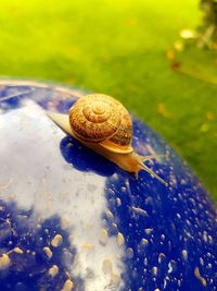 Close-up of snail