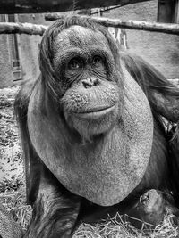 Portrait of monkey at zoo