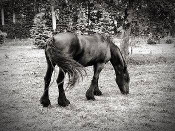 Horse standing in a field