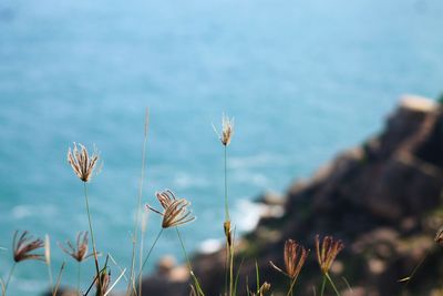 Close-up of flowers growing on field against sky