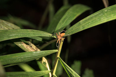 Close-up of insect on plant