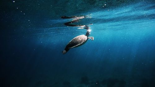 Fish swimming in sea