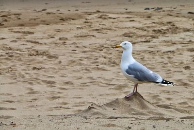 Seagull perching on sand at beach