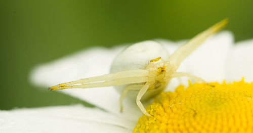 Close-up of insect on yellow flower