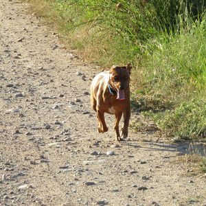 Dog running on street
