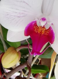 Close-up of purple orchid flower