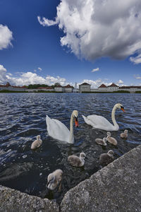 Swans swimming in lake against sky