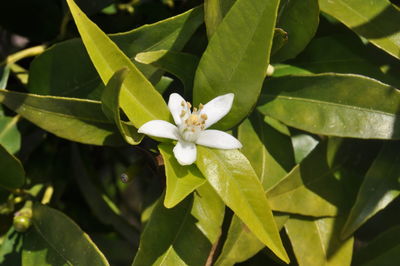 Close-up of white flowers