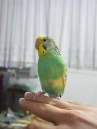 Person holding bird perching on hand