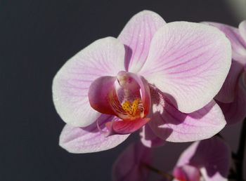 Close-up of pink flower