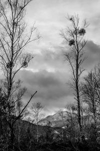 Low angle view of bare tree against sky