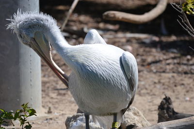 Close-up of bird perching on a field