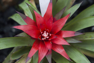 Close-up of red flowers