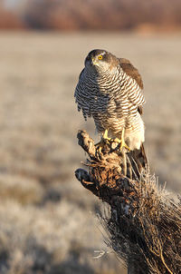 Close-up of eagle perching on a lake