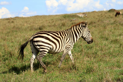 Side view of zebra on grass