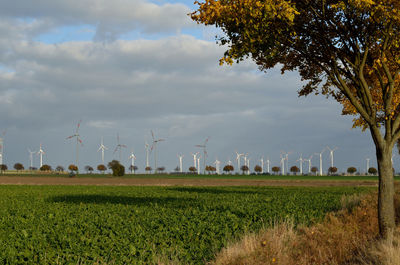 Scenic view of agricultural field against sky