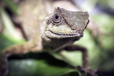 Close-up of lizard