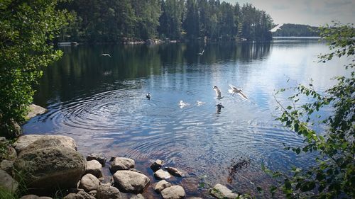 Swans swimming in lake