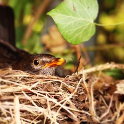 Close-up of bird in nest