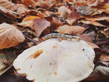 Close-up of mushrooms on dry leaves