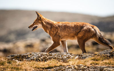 The rarest canid, the endemic ethiopian wolf a highly endangered species numbering below 500.