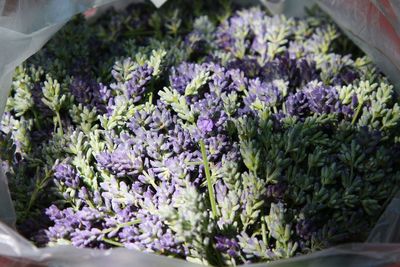 Close-up of purple flowers