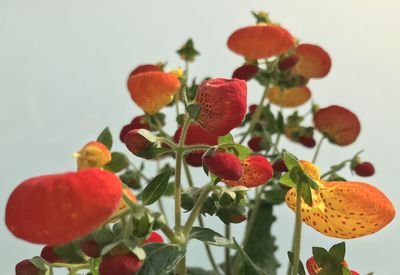 Close-up of red berries on plant against tree