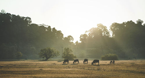 View of horses grazing on field against sky