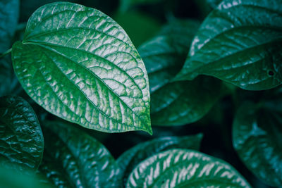 Close-up of wet plant leaves during rainy season