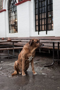 Dog looking away while standing against building