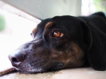 Close-up portrait of dog