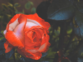 Close-up of rose blooming outdoors