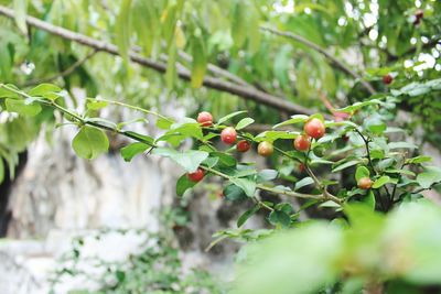 Close-up of berries on plant