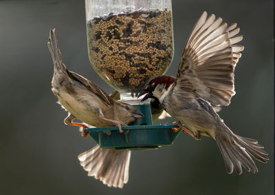 Flapping around the feeder