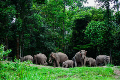 View of elephant in forest