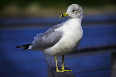 Close-up of seagull