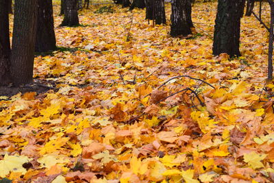 Autumn leaves on tree in forest