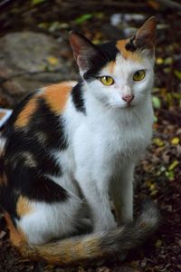 Close-up portrait of cat sitting