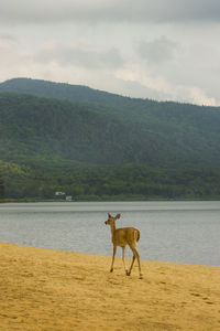 Horse standing on landscape against mountains