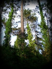 Low angle view of trees against sky