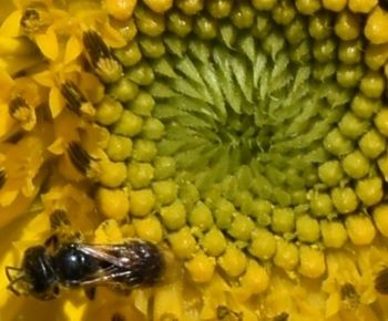 Full frame shot of yellow fruit