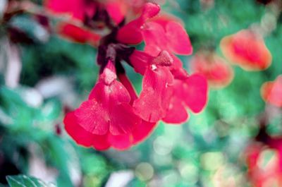 Close-up of red flowering plant