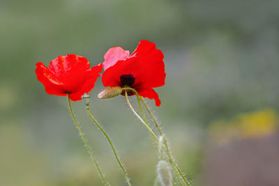 Close-up of red poppy flower