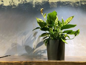 Plant in vase on table against wall