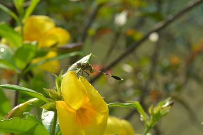 Close-up of insect on yellow flower